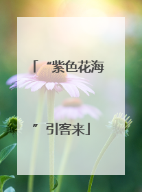 “紫色花海”引客来