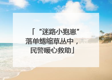 “迷路小狍崽”落单蜷缩草丛中，民警暖心救助