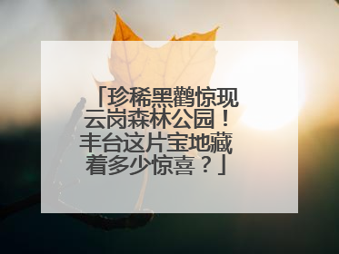 珍稀黑鹳惊现云岗森林公园！丰台这片宝地藏着多少惊喜？