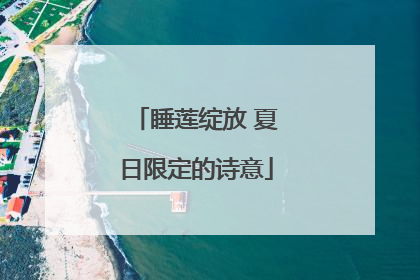 睡莲绽放 夏日限定的诗意