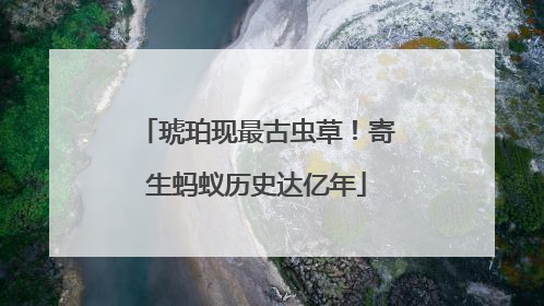 琥珀现最古虫草！寄生蚂蚁历史达亿年