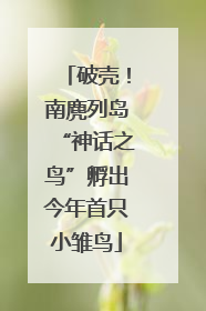 破壳！南麂列岛“神话之鸟”孵出今年首只小雏鸟