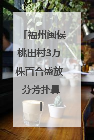 福州闽侯桃田村3万株百合盛放 芬芳扑鼻
