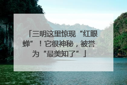 三明这里惊现“红眼蝉”！它很神秘，被誉为“最美知了”