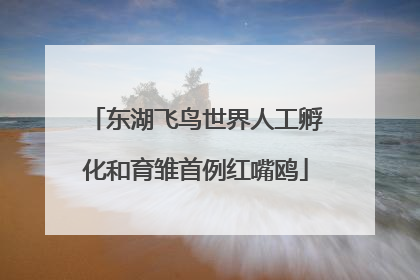 东湖飞鸟世界人工孵化和育雏首例红嘴鸥