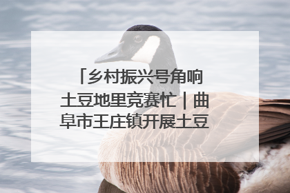 乡村振兴号角响 土豆地里竞赛忙｜曲阜市王庄镇开展土豆收获劳动竞赛