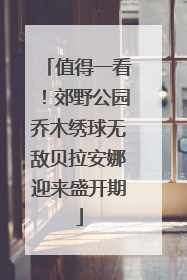 值得一看！郊野公园乔木绣球无敌贝拉安娜迎来盛开期