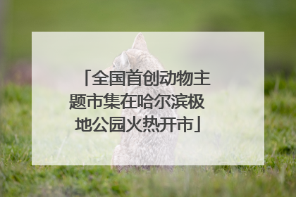 全国首创动物主题市集在哈尔滨极地公园火热开市