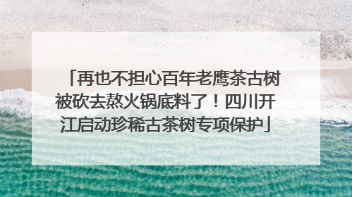 再也不担心百年老鹰茶古树被砍去熬火锅底料了！四川开江启动珍稀古茶树专项保护