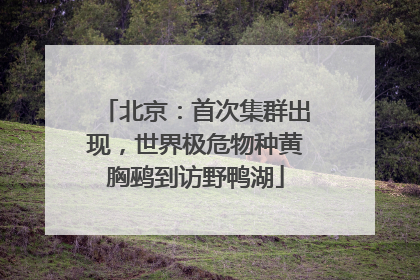北京：首次集群出现，世界极危物种黄胸鹀到访野鸭湖