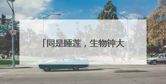 同是睡莲，生物钟大不同！有的是“夜猫子”，有的“值白班”