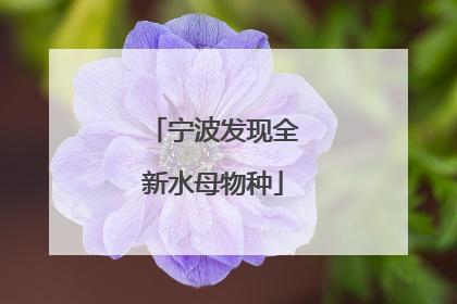 宁波发现全新水母物种