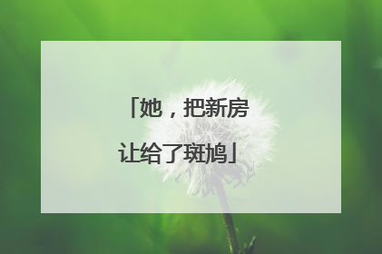 她，把新房让给了斑鸠