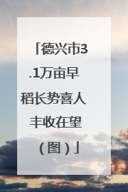 德兴市3.1万亩早稻长势喜人 丰收在望（图）