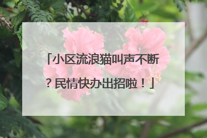 小区流浪猫叫声不断？民情快办出招啦！