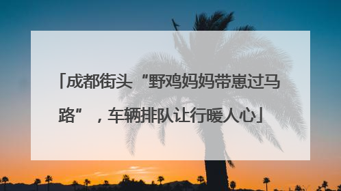 成都街头“野鸡妈妈带崽过马路”，车辆排队让行暖人心