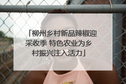 柳州乡村新品辣椒迎采收季 特色农业为乡村振兴注入活力