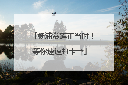 杨浦赏莲正当时！等你速速打卡→