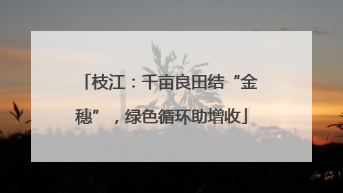 枝江：千亩良田结“金穗”，绿色循环助增收