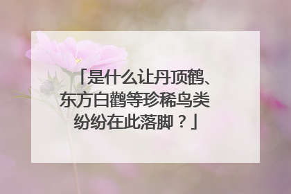 是什么让丹顶鹤、东方白鹳等珍稀鸟类纷纷在此落脚？