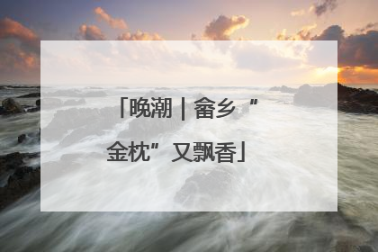 晚潮｜畲乡“金枕”又飘香
