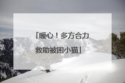 暖心！多方合力救助被困小猫
