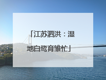 江苏泗洪：湿地白鹭育雏忙