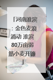 河南淮滨：金色麦浪涌动 淮滨80万亩弱筋小麦开镰