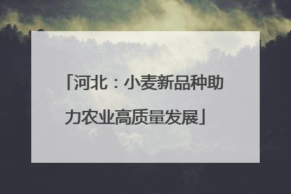 河北：小麦新品种助力农业高质量发展