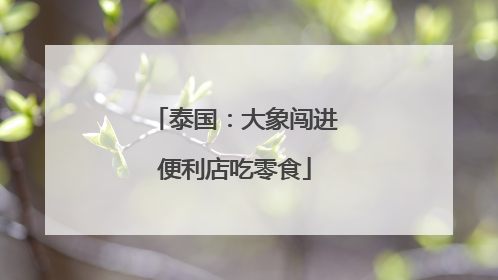 泰国：大象闯进便利店吃零食