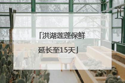 洪湖莲蓬保鲜延长至15天