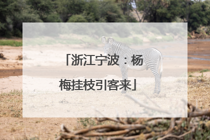 浙江宁波：杨梅挂枝引客来