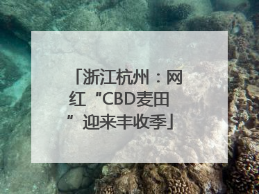 浙江杭州：网红“CBD麦田”迎来丰收季