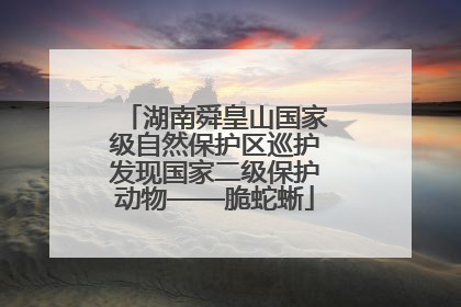湖南舜皇山国家级自然保护区巡护发现国家二级保护动物——脆蛇蜥