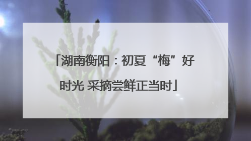 湖南衡阳：初夏“梅”好时光 采摘尝鲜正当时