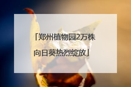 郑州植物园2万株向日葵热烈绽放