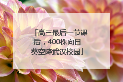 高三最后一节课后，400株向日葵空降武汉校园