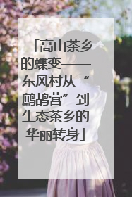 高山茶乡的蝶变——东风村从“鹧鸪营”到生态茶乡的华丽转身