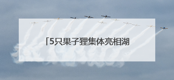 5只果子狸集体亮相湖南南山国家公园候选区